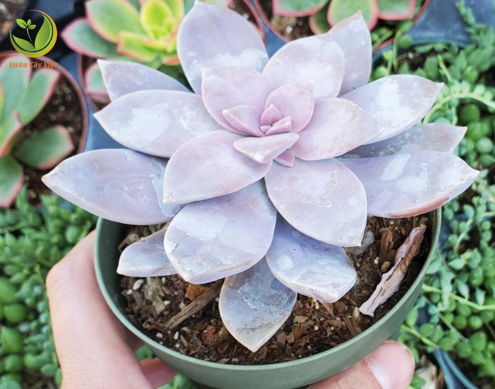 graptopetalum-superbum.png