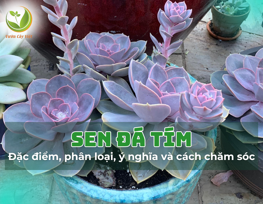 Sen đá tím: Đặc điểm, phân loại, ý nghĩa và cách chăm sóc