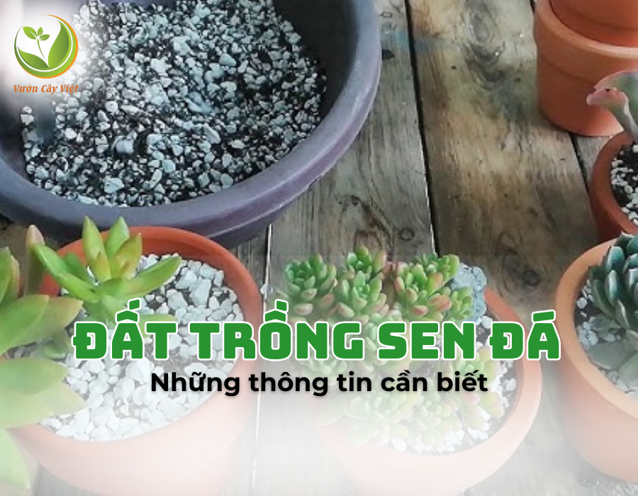 Thành phần và cách trộn đất trồng sen đá theo tỷ lệ chuẩn nhất