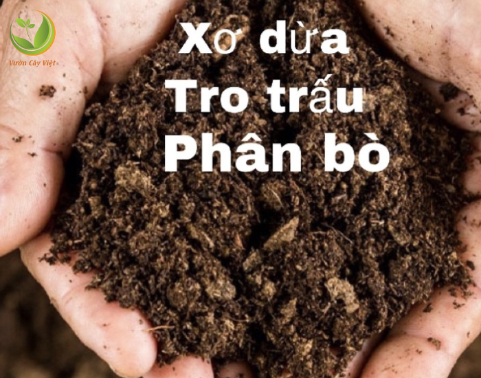 tron-phan-bo-tro-trau-xo-dua.png