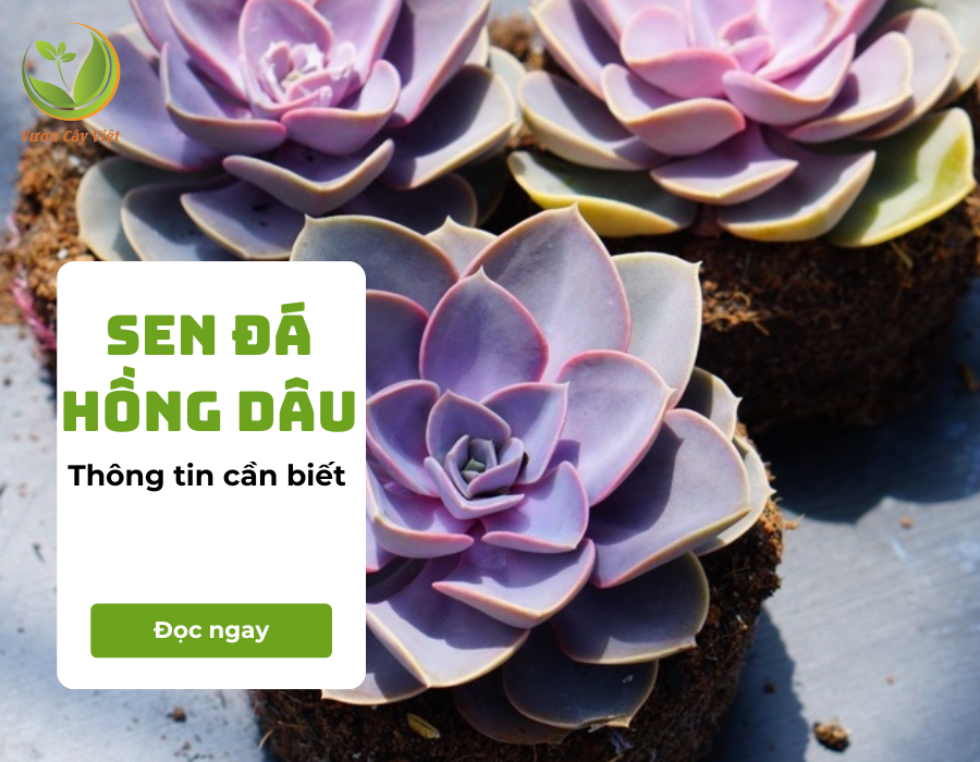 Sen đá hồng dâu và những điều thú vị về loài cây này