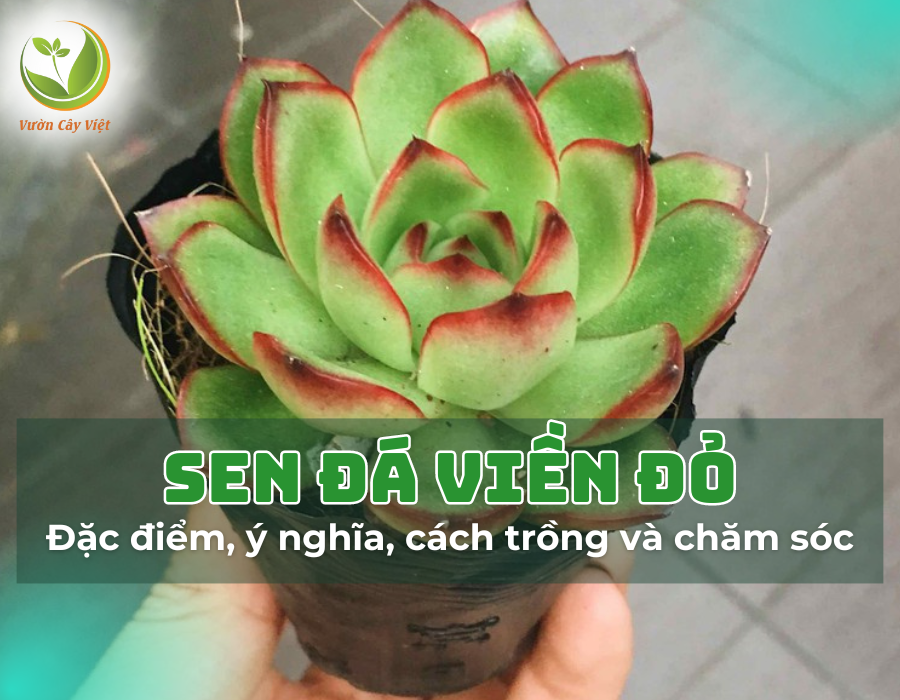 Sen đá viền đỏ: Nguồn gốc, đặc điểm, ý nghĩa, trồng và chăm sóc cây