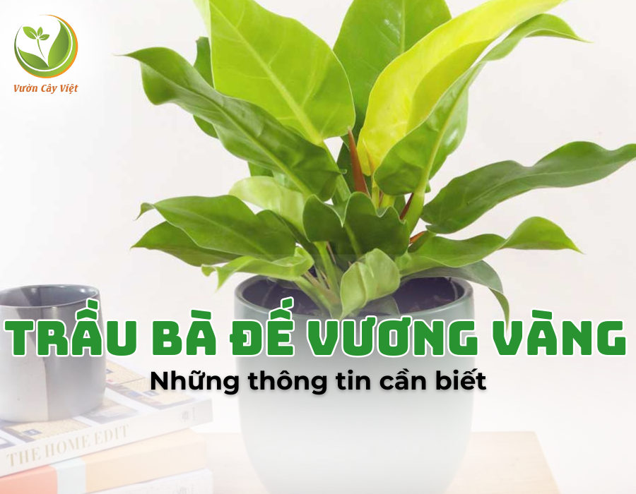 Trầu Bà Đế Vương vàng: Bạn đã biết gì về loài cây này?