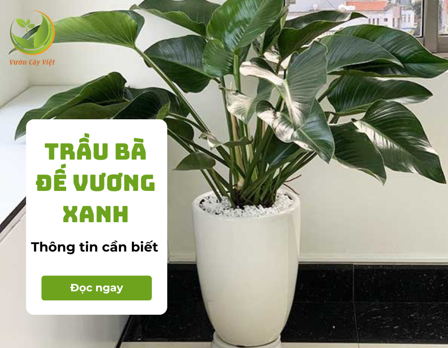 Cây Trầu Bà Đế Vương xanh: Đặc điểm, ý nghĩa phong thủy và cách chăm sóc