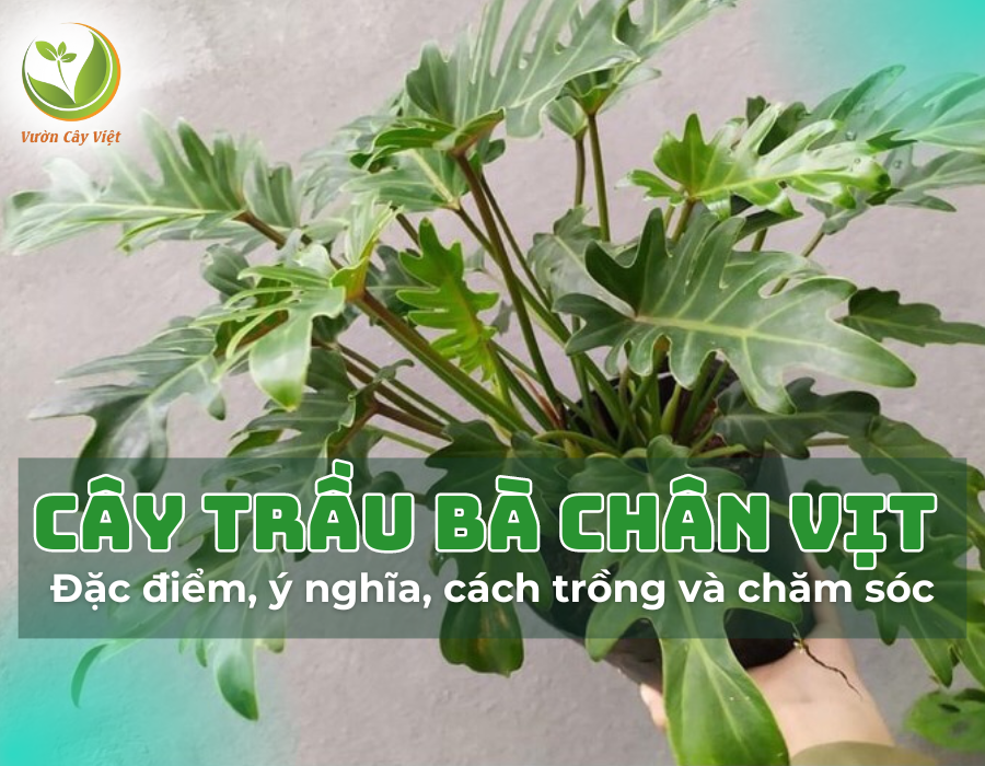 Trầu Bà Chân Vịt và tất tần tật thông tin về loài cây này