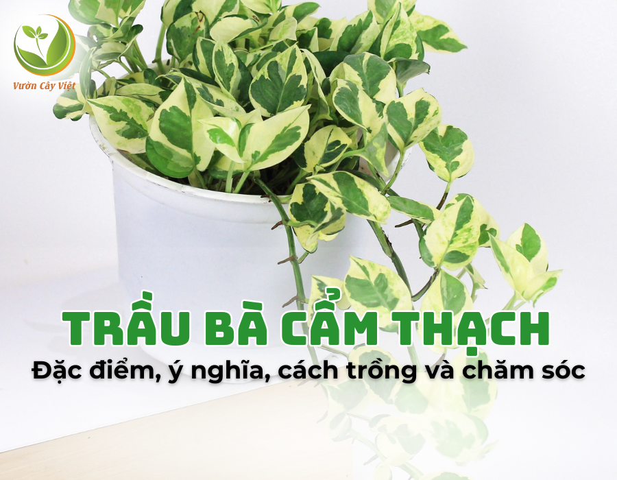 Đặc điểm, ý nghĩa, cách trồng và chăm sóc cây Trầu Bà Cẩm Thạch