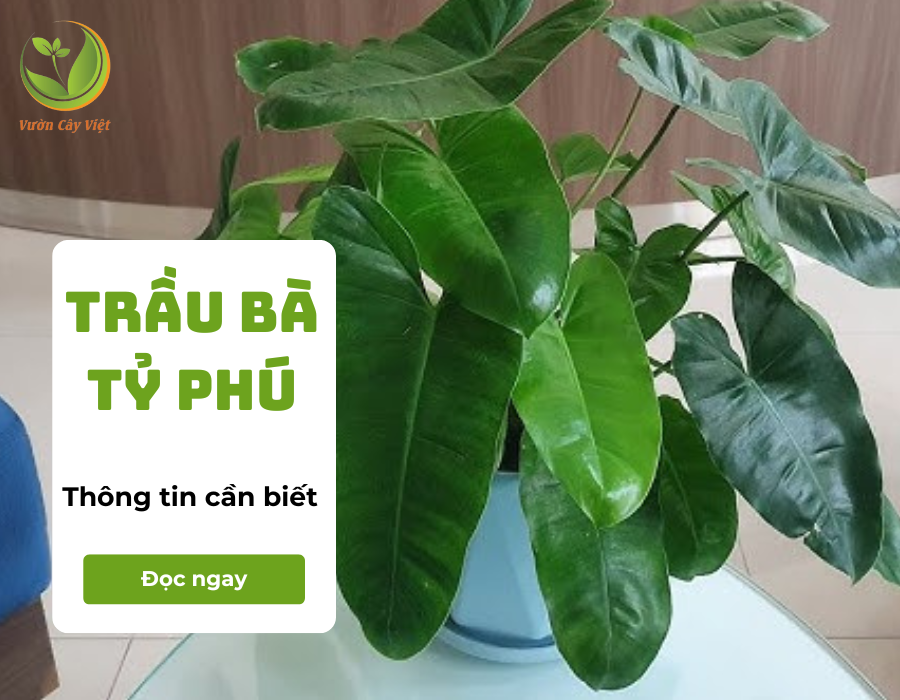 Trầu Bà Tỷ Phú: Đặc điểm, ý nghĩa, cách trồng và chăm sóc cây