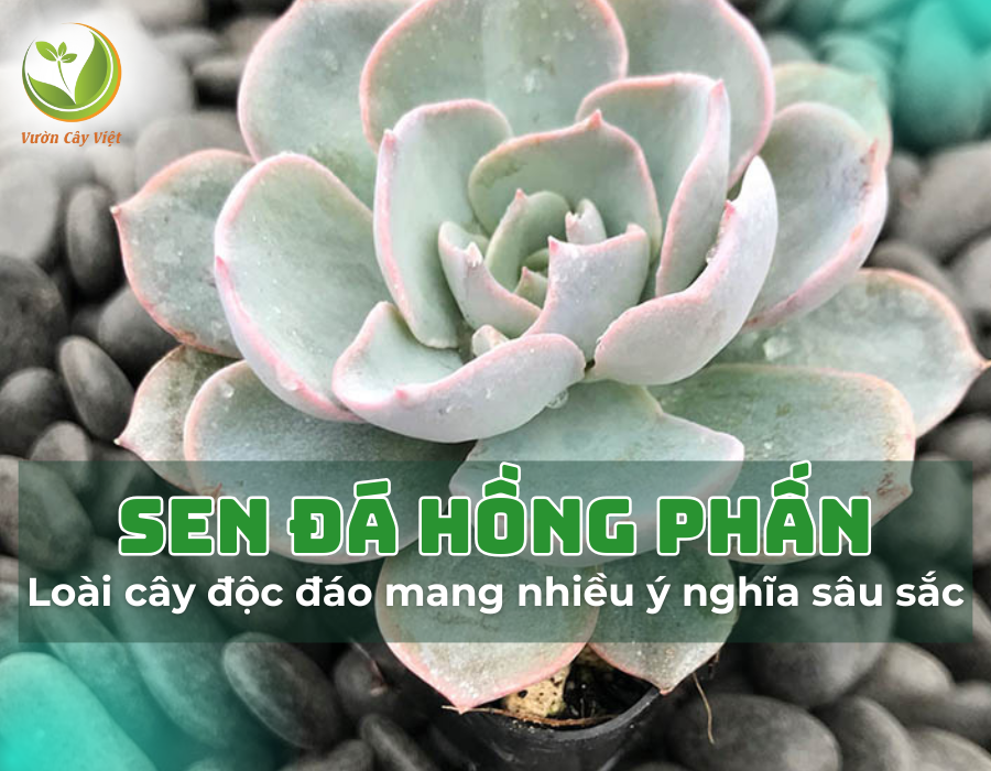 Sen đá Hồng Phấn - Loài cây độc đáo mang nhiều ý nghĩa sâu sắc