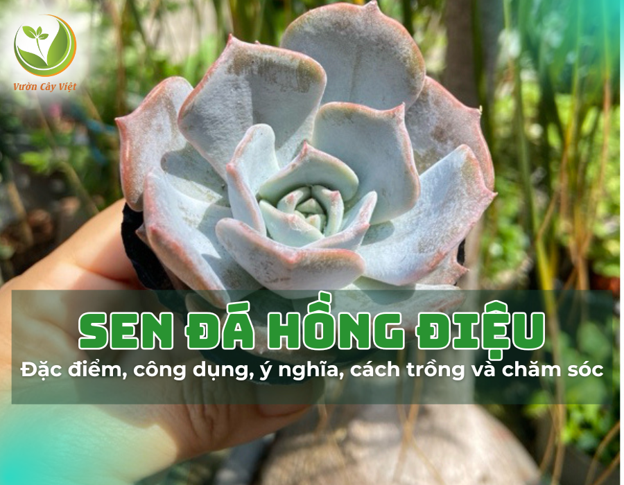 Sen đá Hồng Điệu và những điều thú vị về loài cây này