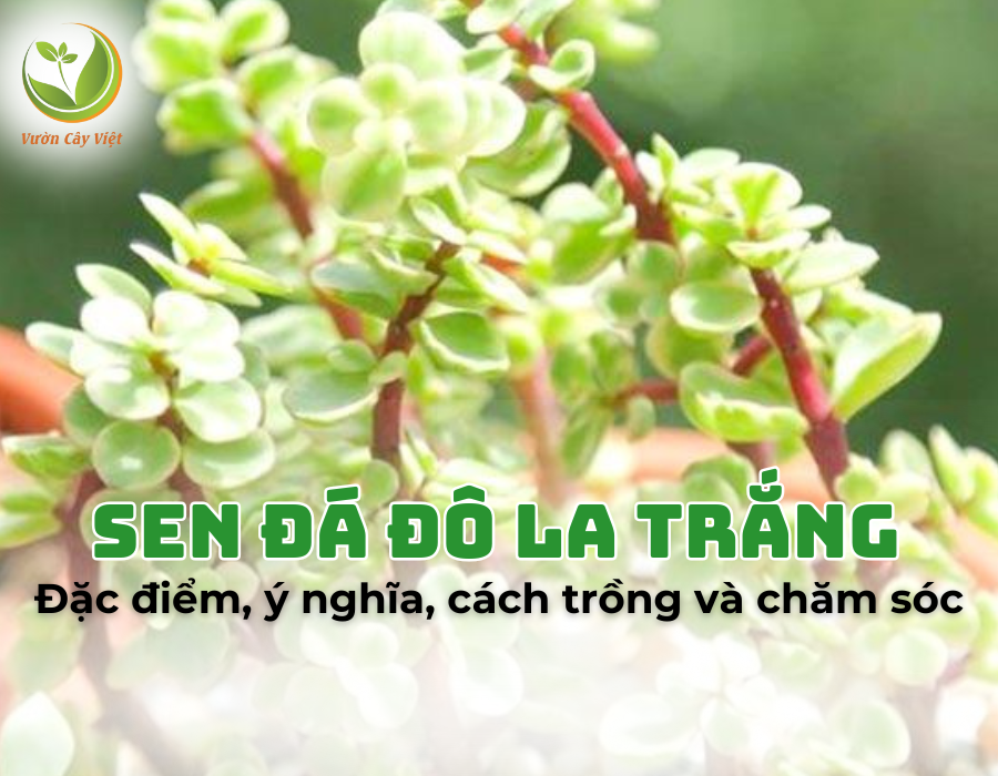 Sen đá Đô La trắng: Đặc điểm, công dụng, ý nghĩa, cách trồng và chăm sóc cây