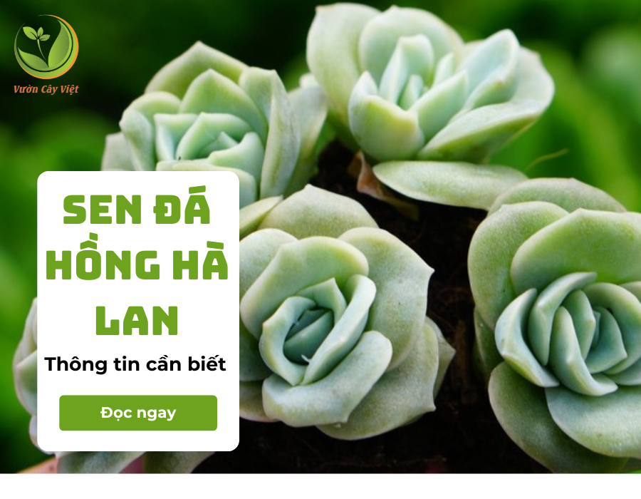 Sen đá hồng Hà Lan và tất tần tật thông tin về chúng