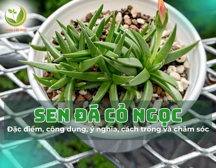 Sen đá cỏ ngọc và những điều thú vị về loài cây này