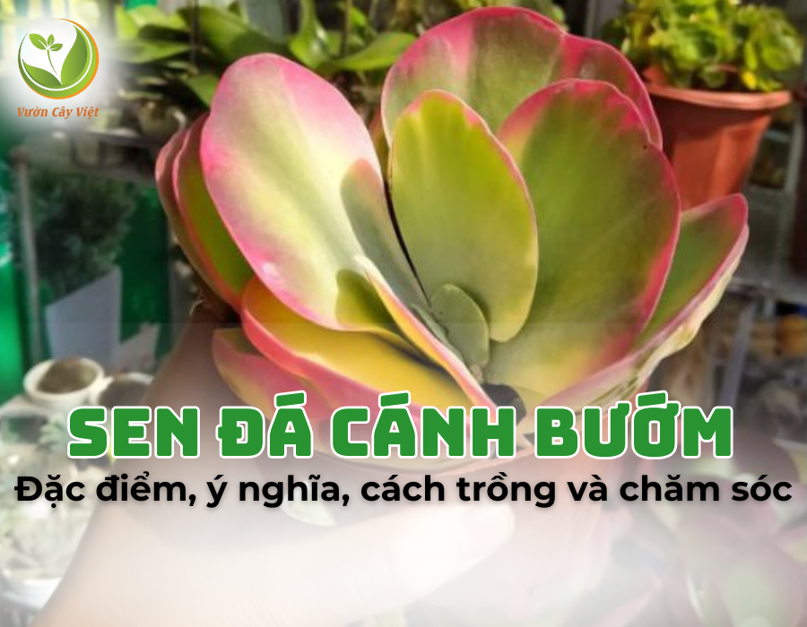 Sen đá cánh bướm: Đặc điểm, công dụng, ý nghĩa, cách trồng và chăm sóc cây