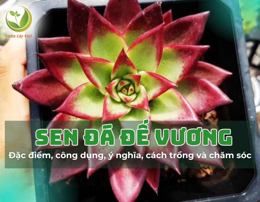 Đặc điểm, công dụng, ý nghĩa, cách trồng và chăm sóc sen đá đế vương​