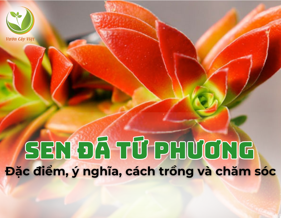 Sen đá tứ phương: Tên gọi, đặc điểm, ý nghĩa, cách trồng và chăm sóc cây