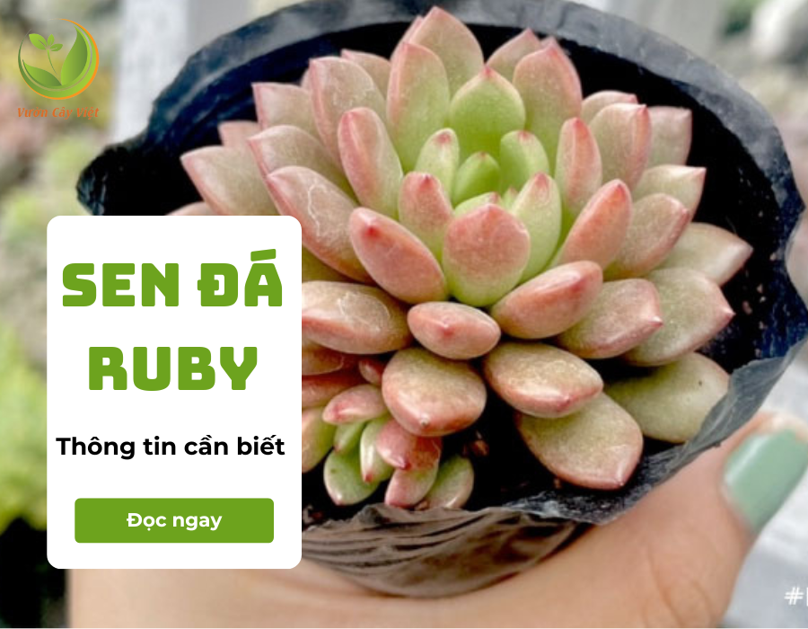 Sen đá Ruby - Loài cây mang vẻ đẹp ấn tượng và ý nghĩa sâu sắc