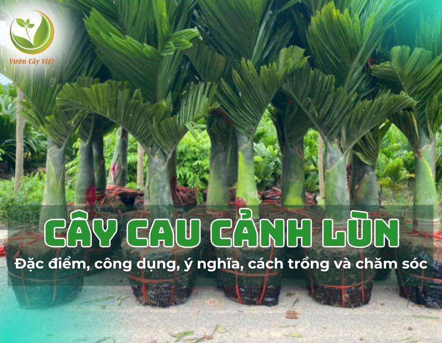 Cây cau cảnh lùn: Đặc điểm, công dung, ý nghĩa, cách trồng và chăm sóc