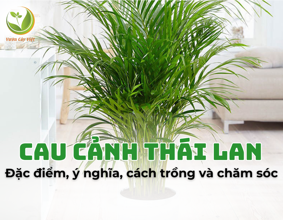 Tất tần tật thông tin về cây cau cảnh Thái Lan, có thể bạn chưa biết?