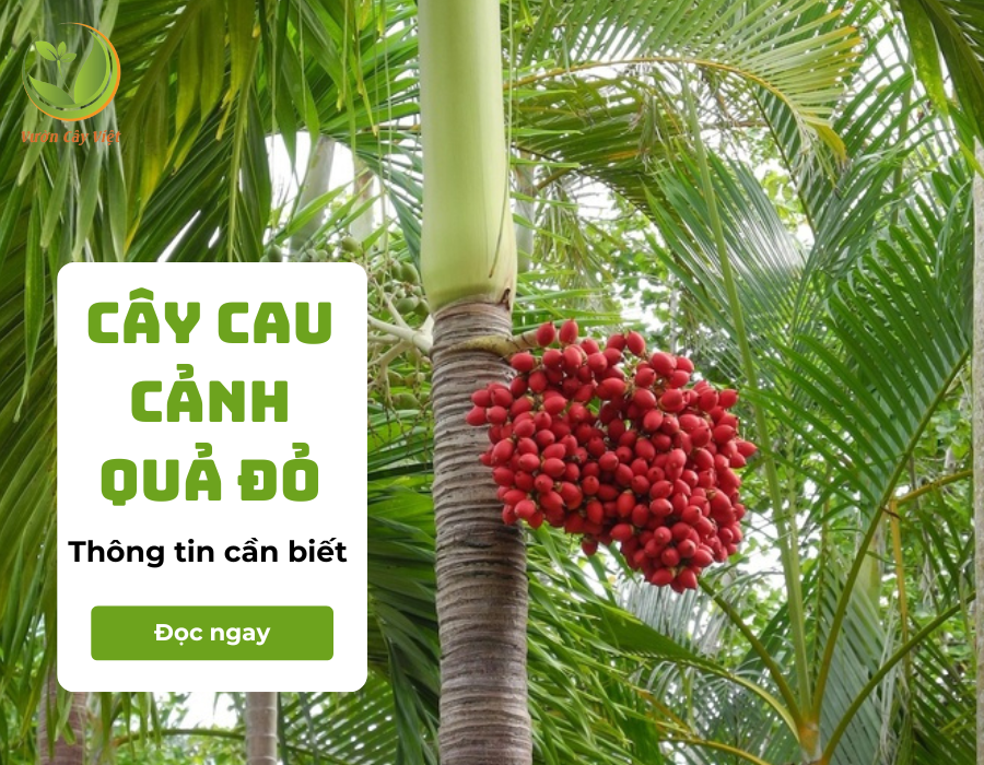 Cây cau cảnh quả đỏ - Biểu tượng của sự gắn kết, thành công