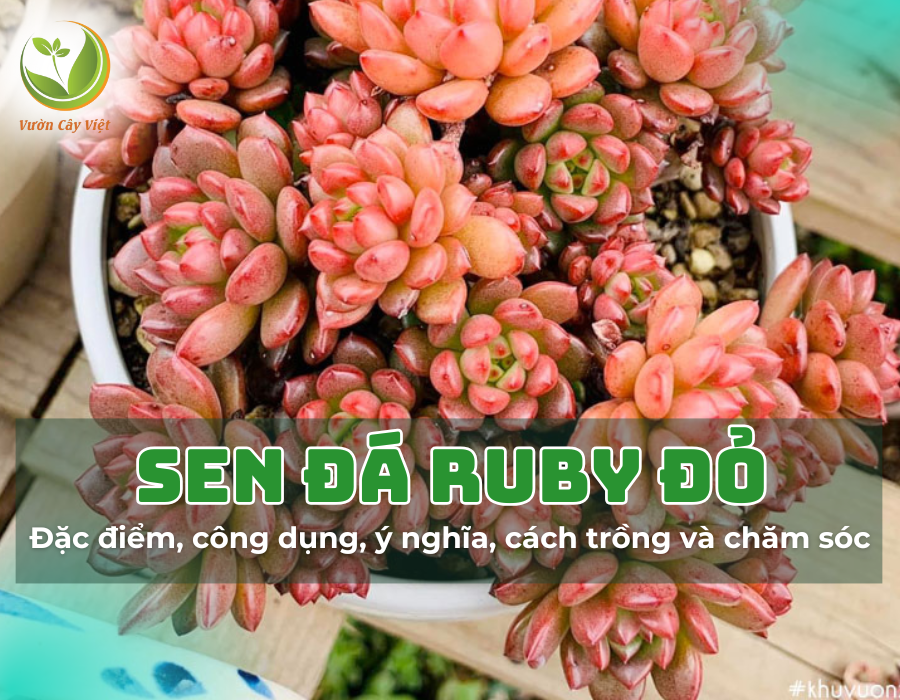 Sen đá Ruby đỏ: Tên gọi, đặc điểm, ý nghĩa, cách trồng và chăm sóc cây