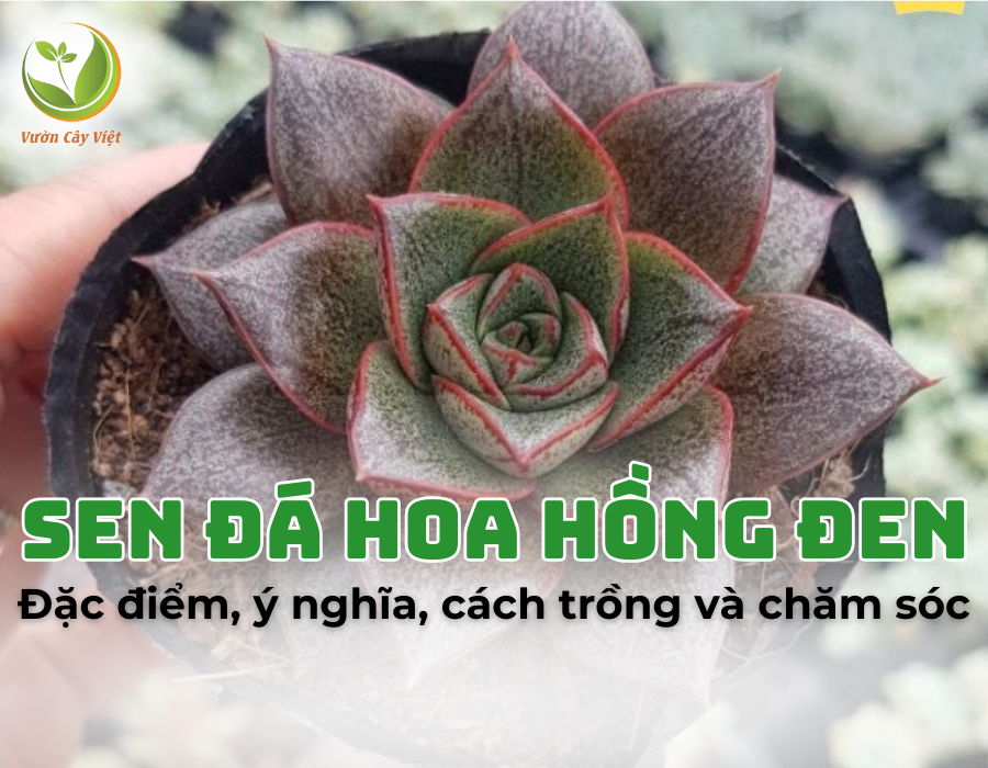 Sen đá hoa hồng đen: Loài cây mang vẻ đẹp huyền bí từ thiên nhiên