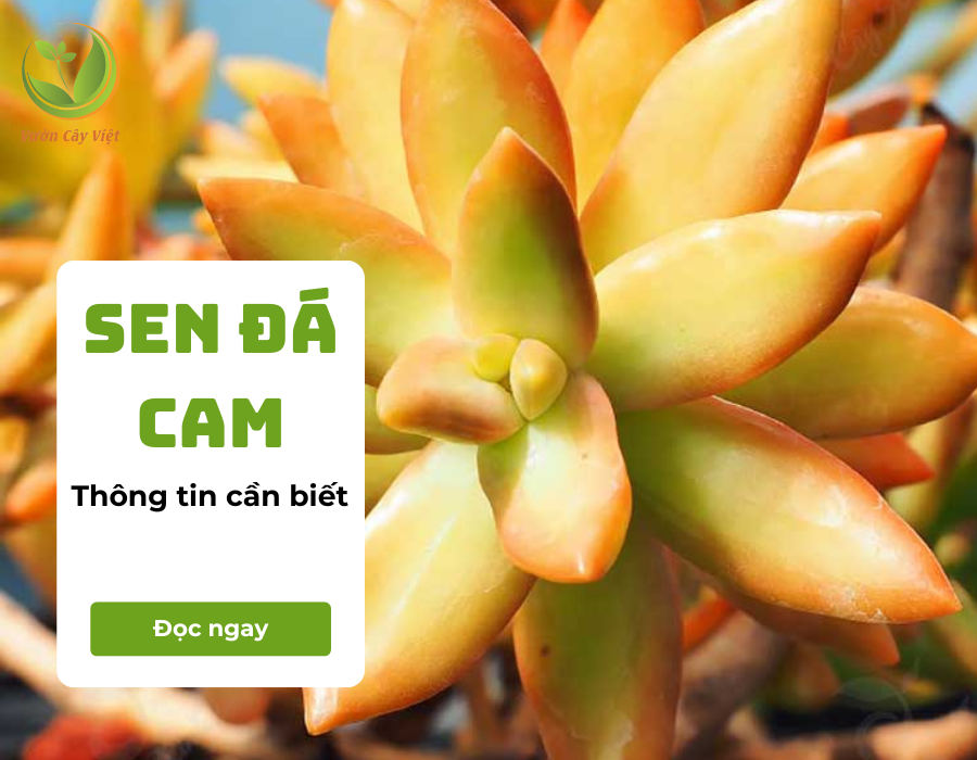 Sen đá cam và những điều thú vị có thể bạn chưa biết