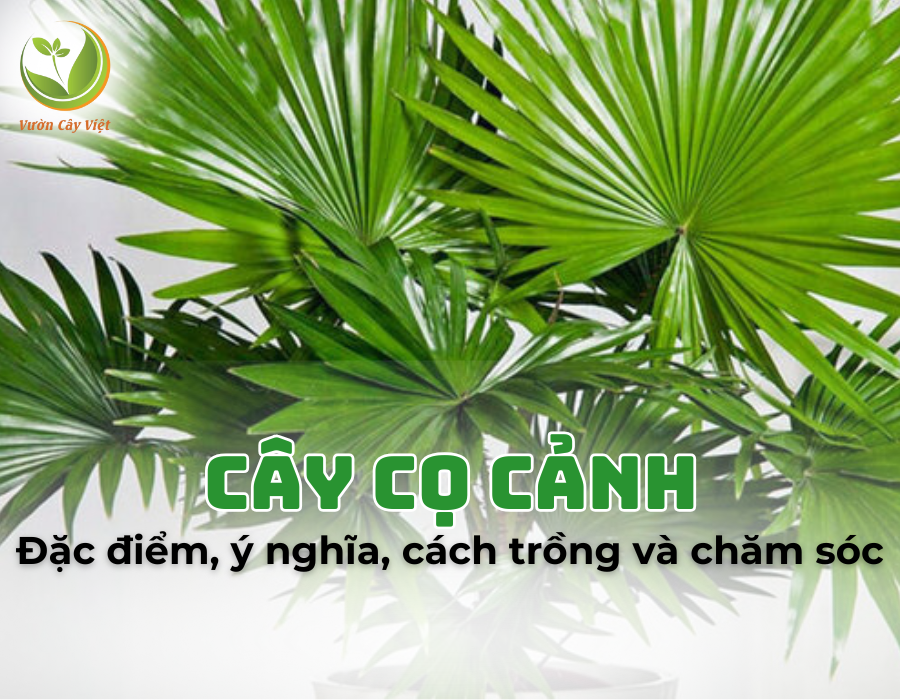 Cây cọ cảnh: Đặc điểm, phân loại, công dụng, cách trồng và chăm sóc