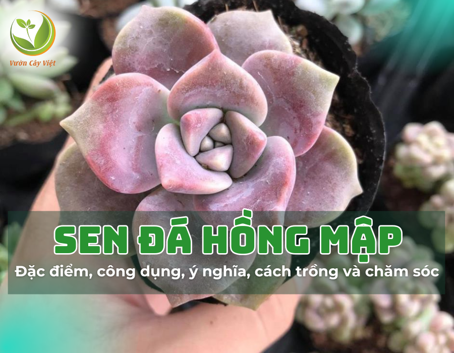 Sen đá hồng mập: Đặc điểm, công dụng, ý nghĩa, cách trồng và chăm sóc