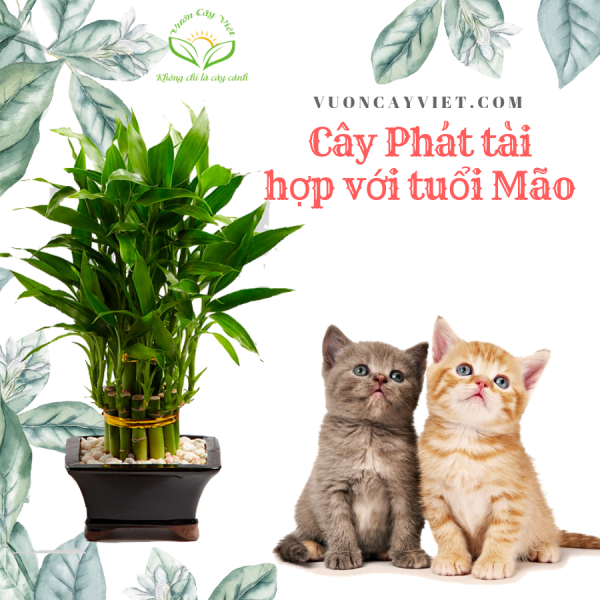 Cay-Phat-tai-hop-voi-tuoi-Mao.png
