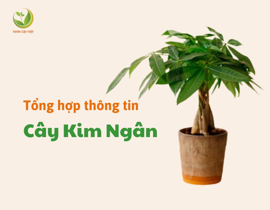 Tìm chỗ mua cây kim ngân: đừng quên 5 điều này!