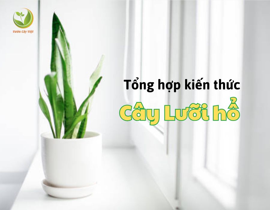 Đầy đủ về cây Lưỡi hổ: Lợi ích, ý nghĩa phong thuỷ, mua và chăm sóc đúng cách