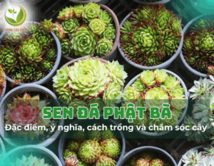 111sen da phat ba