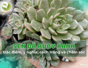 11sen da ruby xanh