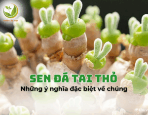 11sen da tai tho