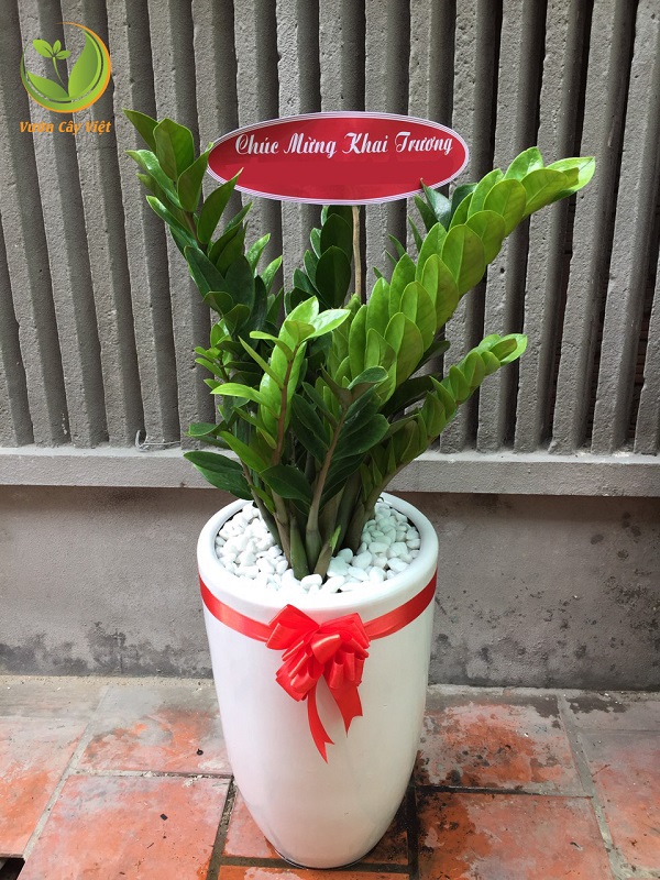 15-cay-canh-tang-khai-truong-cho-khoi-dau-thuan-loi-19.jpg