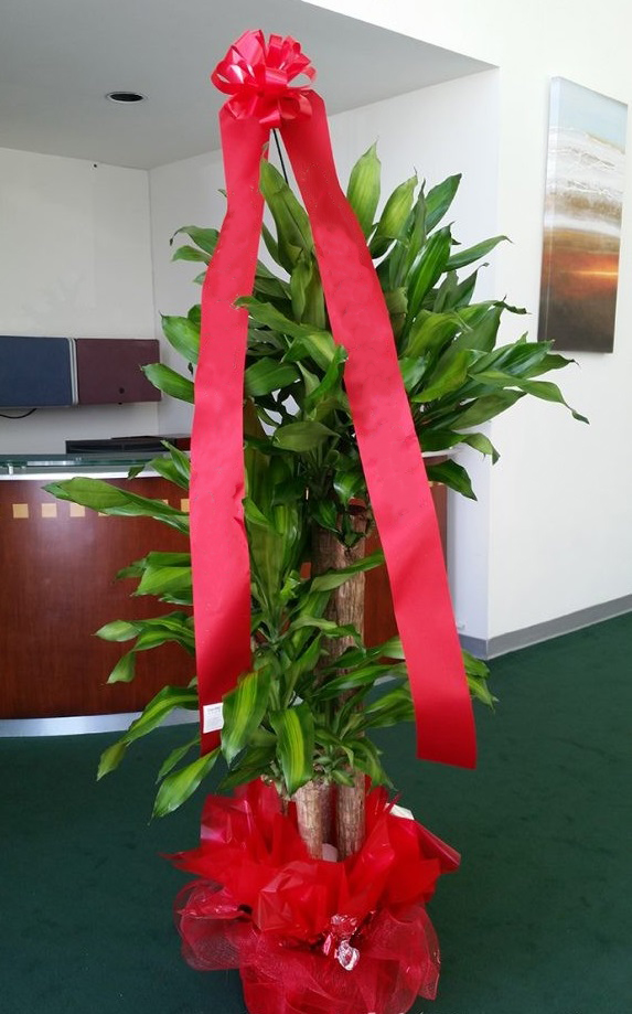 15-cay-canh-tang-khai-truong-cho-khoi-dau-thuan-loi-21.jpg