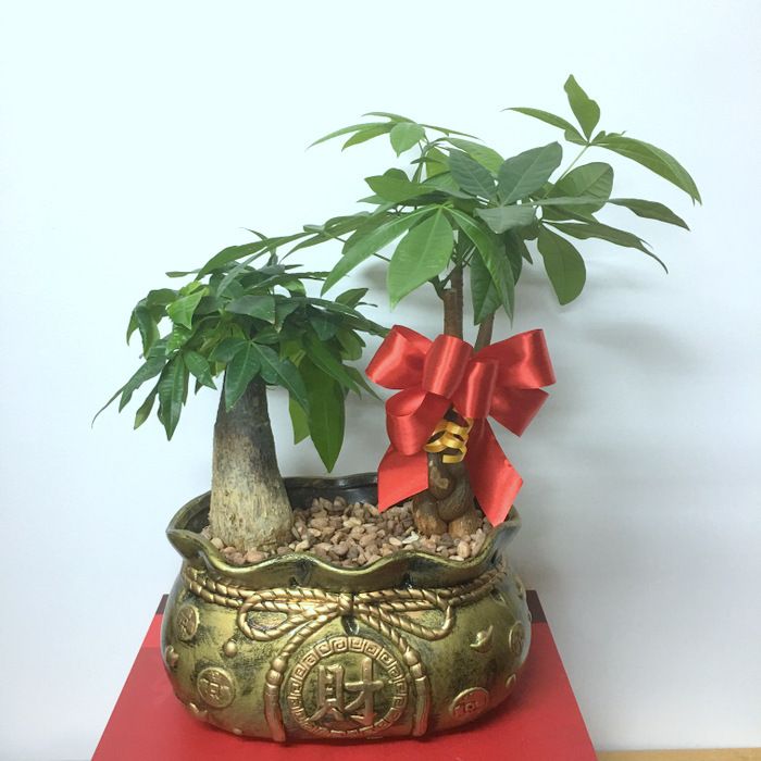 15-cay-canh-tang-khai-truong-cho-khoi-dau-thuan-loi-3.1.jpg