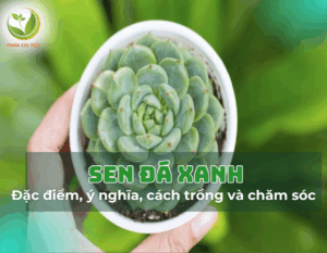 1sen-da-xanh