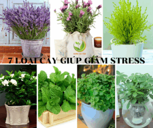 7-loai-cay-giup-giam-stress-xua-tan-met-moi-nho-huong-thom-diu-nhe