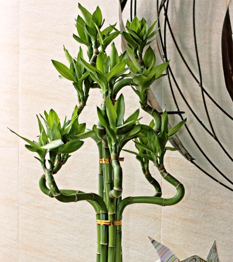 ban-da-biet-cac-loai-cay-canh-chiu-bong-ram-9.jpg