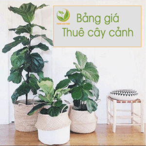 bang-gia-thue-cay-canh-van-phong-tphcm
