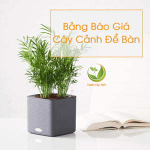 bao gia cay canh de ban