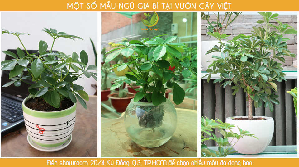 bst-ngu-gia-bi.png