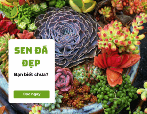 cac-loai-sen-da-dep-nhat
