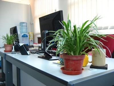 cach-bo-tri-cay-canh-tren-ban-lam-viec-hop-ly-8.jpg