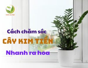 cach cham soc cay kim tien