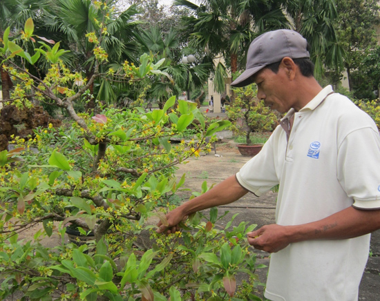 cach-cham-soc-cay-mai-no-hoa-dung-tet.jpg
