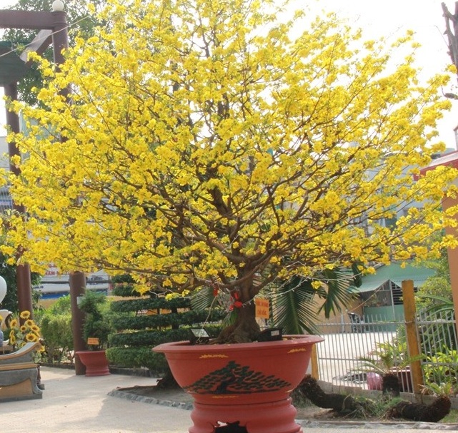 cach-cham-soc-mai-vang.jpg