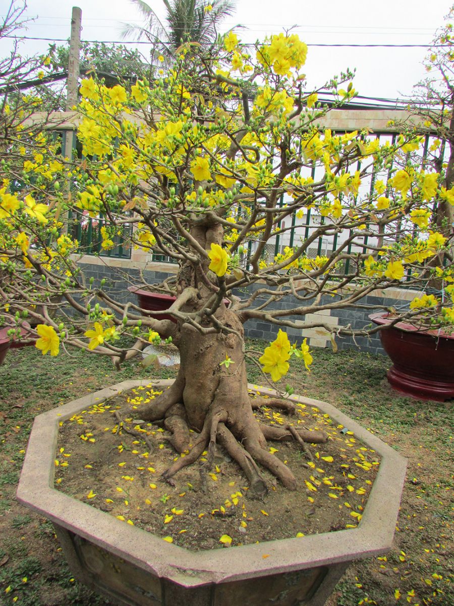 cach-chon-cay-mai-dep-goc-la-quan-trong-nhat.JPG