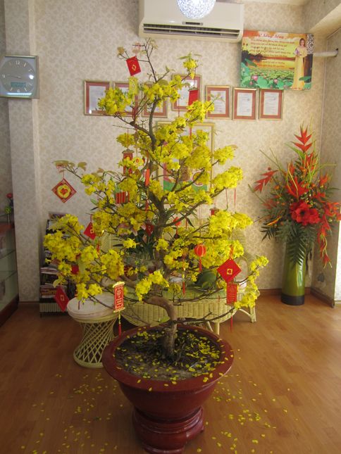 cach-chon-cay-mai-dep1.jpg